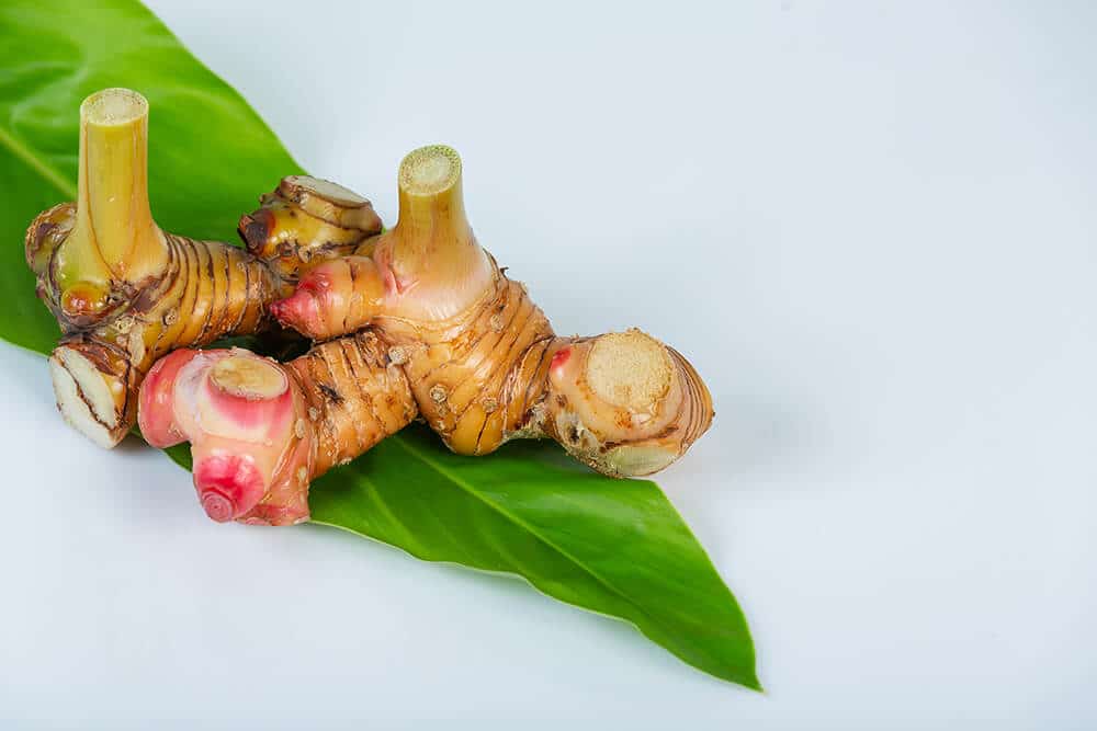 Galangal